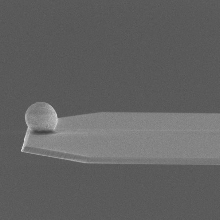 SEM image of sQube® Colloidal AFM Probe CP-qp-SCONT-Au-B