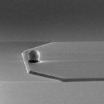 SEM image of sQube® Colloidal AFM Probe CP-qp-SCONT-SiO-B